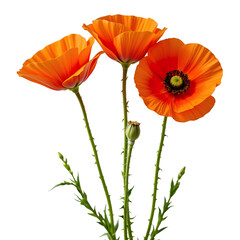 Obraz premium Vibrant Orange Poppies Blooming in a Garden Against a Bright Background with Lush Green Leaves