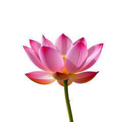 Elegant Pink Lotus Flower with Soft Petals and Green Stem Against a Clean Background
