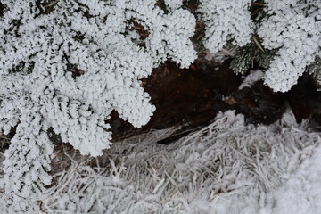 Close-Up of Snow-Covered Tree Branches and Ground in Winter