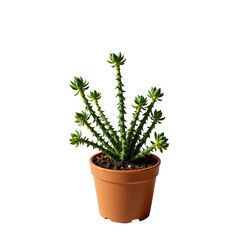 Fototapeta premium Green succulent plant in terracotta pot ideal for home decor and indoor gardening enthusiasts and nature lovers