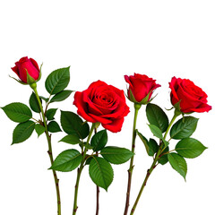 Obraz premium Vibrant Red Roses with Deep Green Leaves Isolated on White Background for Elegant Floral Arrangement