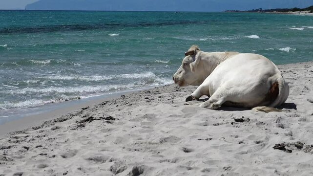 A white cow relaxes on the Berchida beach south of Siniscola, in the Baronie territory on the east coast of the island of Sardinia, Italy