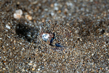 A tiny Bobtail squid, Euprymna sp., camouflages itself with sand near Alor, Indonesia. These cephalopods are closely related to cuttlefish and carry bioluminescent bacteria in a special light organ.