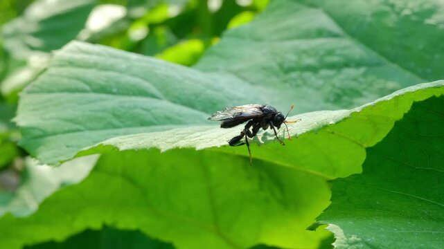 Birch sawfly sits on a green leaf.