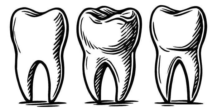 Illustration of Three Teeth in Black and White Line Art Style, Isolated Against White Background
