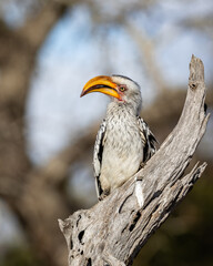 The hornbills (Southern yellow-billed) always appear to be judging you!