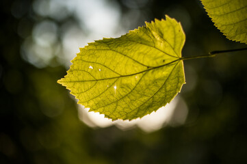 Obraz premium Close-up of green leaf with sunlight.