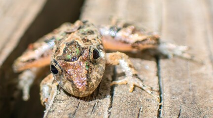 Southern Cricket Frog (Acris gryllus) in Florida