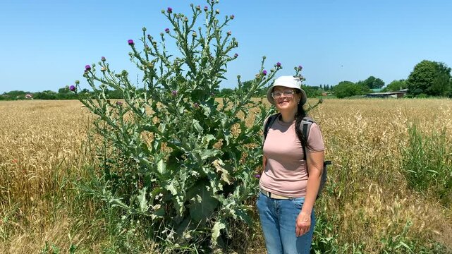 Eco-tourist next to huge thistle in wheat field. Wide shot: eco-tourist lady near tall thistle in wheat field. Concept: eco-tourist can get to know world around him more fully and see something new