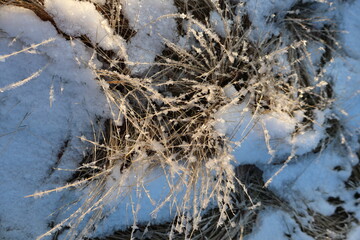 Frost-Covered Grass with Light Snow in Winter Morning Light