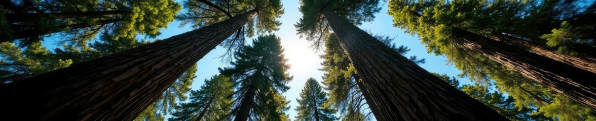Majestic redwood trees reaching towards a clear blue sky, sunlight dappling through the towering branches A scene of immense natural beauty and scale , giant trees, height, leaves