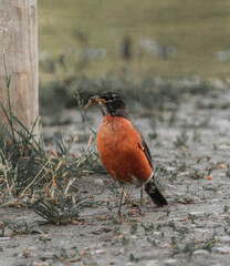 Red Robin eating a worm