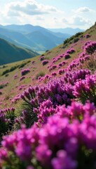 Vibrant purple heather in full bloom, covering a hillside in a stunning display of natural beauty Perfect for nature, landscape, and botanical themed projects , caledonia, scotland