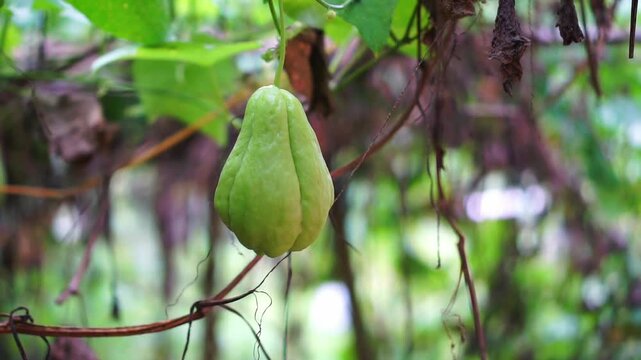 Close-up of a fresh green chayote hanging on the vine in a garden, surrounded leaves and tendrils.