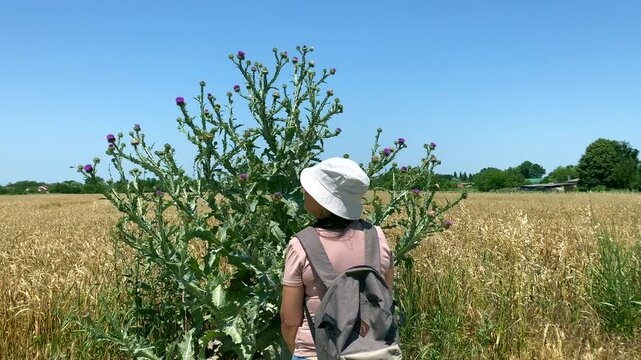 Tourist examines huge thistle bush. Rear view: huge size of plant surprises tourist. Concept: life is varied and consists of moments, enjoy every moment like this tourist enjoys thistle and wheat
