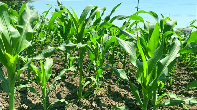 Corn field is blown by wind, environmental protection keeps air, soil and water clean. Slow motion video: healthy corn plants - result of environmental protection. Concept of environmental protection