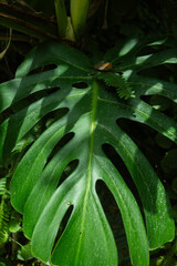 Fototapeta premium Tropical leaf background with vivid, high contrast greens 