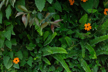 Tropical leaf background with vivid, high contrast greens	
