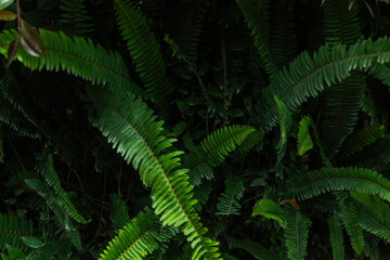 Tropical leaf background with vivid, high contrast greens	
