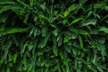 Tropical leaf background with vivid, high contrast greens	
