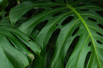 Tropical leaf background with vivid, high contrast greens	
