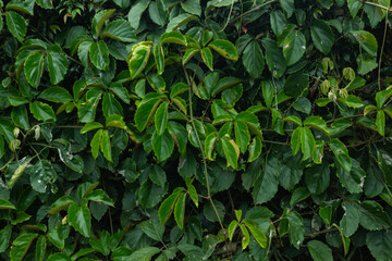 Tropical leaf background with vivid, high contrast greens	
