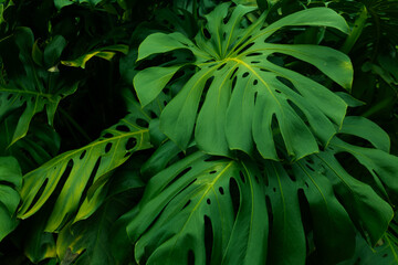 Tropical leaf background with vivid, high contrast greens	
