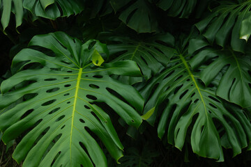 Tropical leaf background with vivid, high contrast greens	
