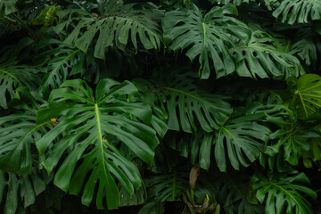 Tropical leaf background with vivid, high contrast greens	
