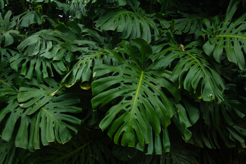Tropical leaf background with vivid, high contrast greens	
