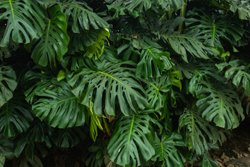 Tropical leaf background with vivid, high contrast greens	
