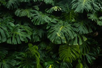 Tropical leaf background with vivid, high contrast greens	
