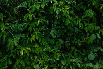 Tropical leaf background with vivid, high contrast greens	
