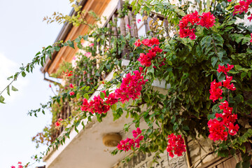 Vibrant pink bougainvillea flowers blooming near a traditional Mediterranean house.