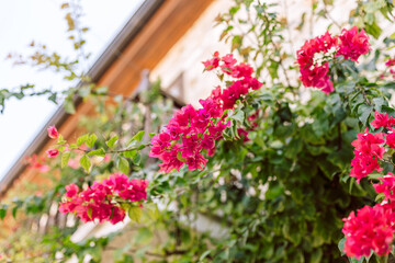 Vibrant pink bougainvillea flowers blooming near a traditional Mediterranean house...