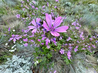 Obraz premium Close-up of Malva sylvestris, known as common mallow, blooming in a natural meadow setting with purple petals and veined texture. Medicinal wildflower native to Europe and Asia.