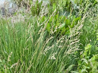 Festuca rubra (red fescue) grass in natural habitat. Close-up of fine green blades and flowering spikes in summer meadow, commonly used in turf and ornamental landscaping.