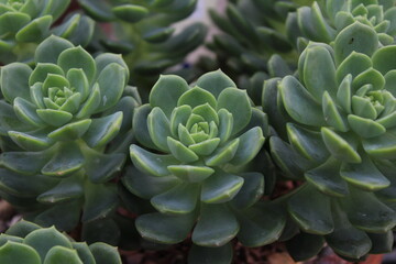 Close up of succulent plant
