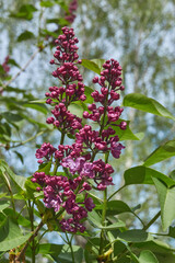 Inflorescences appeared from lilac flower buds. Lilac inflorescences (Latin Syringa vulgaris) in the rays of the spring sun. Spring.