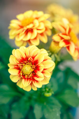 Red and Yellow Dahlia Flower Macro
