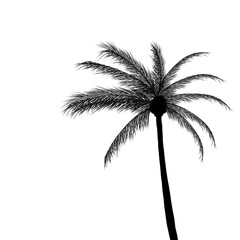 palm tree silhouette