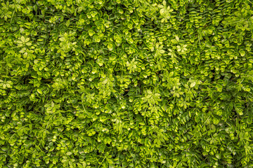 Lush Green Wall with Natural Foliage, Decorative Plants, and Leaf Texture Perfect for Eco Design, Interior Decoration, Urban Landscaping, or Sustainable Nature Concepts