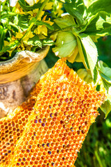 Freshly harvested honey of a beehive just taken from beehive with sweet honey. Bee honey collected in the beautiful golden honeycomb.