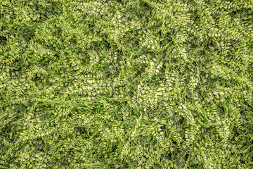 Lush Green Wall with Natural Foliage, Decorative Plants, and Leaf Texture Perfect for Eco Design, Interior Decoration, Urban Landscaping, or Sustainable Nature Concepts