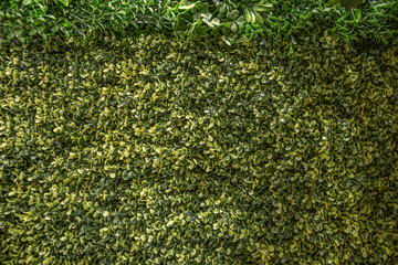 Lush Green Wall with Natural Foliage, Decorative Plants, and Leaf Texture Perfect for Eco Design, Interior Decoration, Urban Landscaping, or Sustainable Nature Concepts