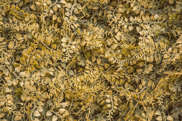 Lush Green Wall with Natural Foliage, Decorative Plants, and Leaf Texture Perfect for Eco Design, Interior Decoration, Urban Landscaping, or Sustainable Nature Concepts