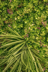 Lush Green Wall with Natural Foliage, Decorative Plants, and Leaf Texture Perfect for Eco Design, Interior Decoration, Urban Landscaping, or Sustainable Nature Concepts