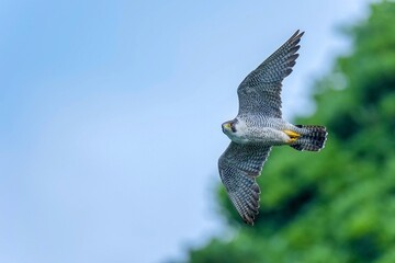 Fototapeta premium 青空と新緑バックに悠然と飛ぶハヤブサ成鳥