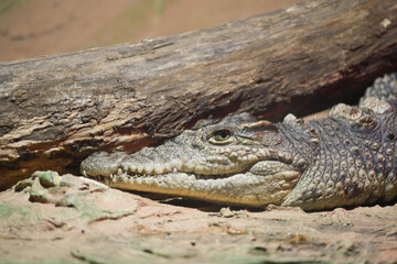 Crocodile basking near a log in natural habitat