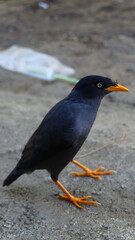 Obraz premium Close-up of a Jungle Myna (Acridotheres fuscus) Standing on Pavement